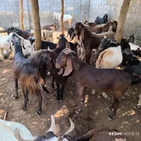 کهره نر|حیوانات مزرعه|بوشهر, |دیوار