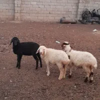 بره