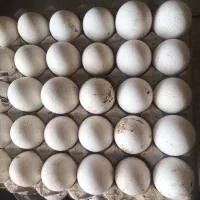 تخم بوقلمون نطفه دار