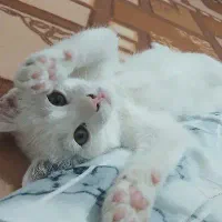 بچه گربه دوماهه