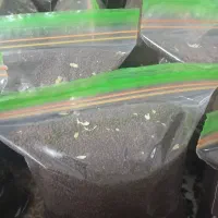 چای کله مورچه اقتصادی