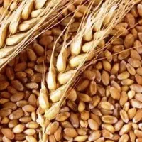 فروش گندم