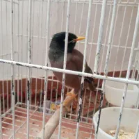 مرغ مینا