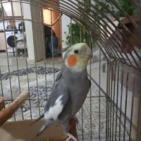 عروس هلندی نر سخنگو