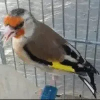 سهره معاوضه با قناری رسمی