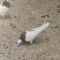 کبوتر گرفتنی