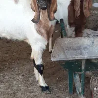 ۲تا بز افغانی نر