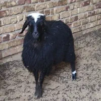 بره ماده سبک