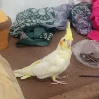 عروس هلندی زعفرونی۹۰۰