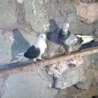 کبوتر جفت‌شازده سبز.. پشتدارسبز