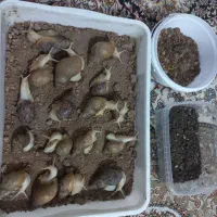 حلزون|خزنده|خلجستان, |دیوار