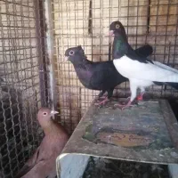 جوجه شیرازی یهودی گلی وکلاغ کلاهی