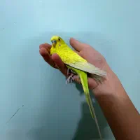 مرغ عشق نر