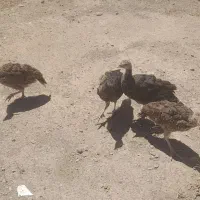 بوقلمون ۴ماهه