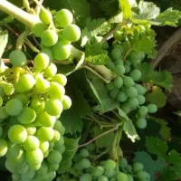 غوره و آب خوره تازه خانگی