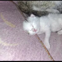 واگذاری رایگان چند بچه گربه