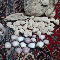 صدف خوش رنگ و زیبا