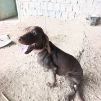 سگ شکاری|سگ|مینودشت, |دیوار