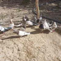 کبوتر پرشی دونه ای ۱۸۰ آخرش