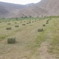 فروش یونجه پرس شده|خدمات باغبانی و درختکاری|خوی, |دیوار