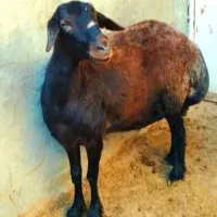 ارزان تر از همه جا / گوسفند‌بازدهی بالا بشرط