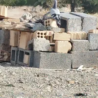 کبوتر پلاکی اصل