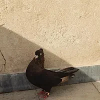 گمشده سوسنی نر