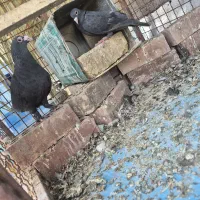یک جفت کلاغ استوره