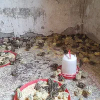 بلدرچین