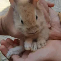 خرگوش نیمه لپ خیلی زیبا وخوشکل