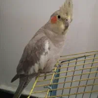 عروس هلندی نر