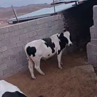 گوساله نر