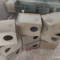 لانه عروس هلندی طوطی برزیلی