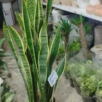 تعویض پسماند یا ضایعات با گل و گلدان