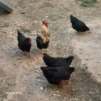 مرغ و خروس محلی
