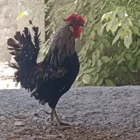 خروس گلین سالم،درشت و سرحال