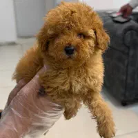توی پودل اصل