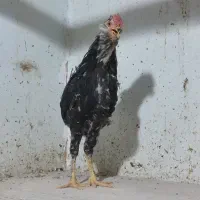نیمچه خروس گلین چهل تاج ریشی