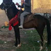 اسب گمشده