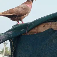 فروش یه جفت سوسنی قرمز