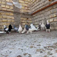 پرنده کفتر. طوقی پلاکی