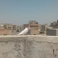 باشی قرمزی نروماده