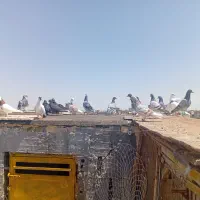 کفتر پرشی