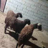 بره