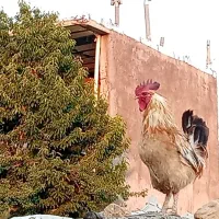 خروس محلی اصل