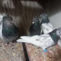 فروش کبوتر رنگی وپلاکی