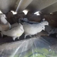 کبوتر|پرنده|اصفهان, ناصرخسرو|دیوار