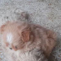 توله سگ پامرا