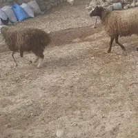 بره