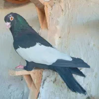 نرو ماده دمبی شهری سرک سیاه